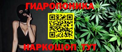 крисы Можга